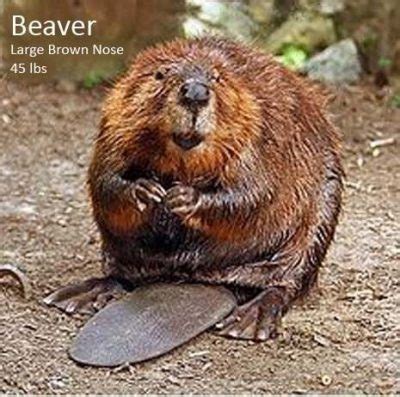 How to Identify a Nutria... | Conservation Management Institute | Virginia Tech