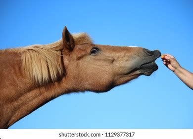 Horse Carrot Images, Stock Photos & Vectors | Shutterstock