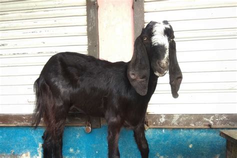 Beetal Goat Breed Profile - The Happy Chicken Coop