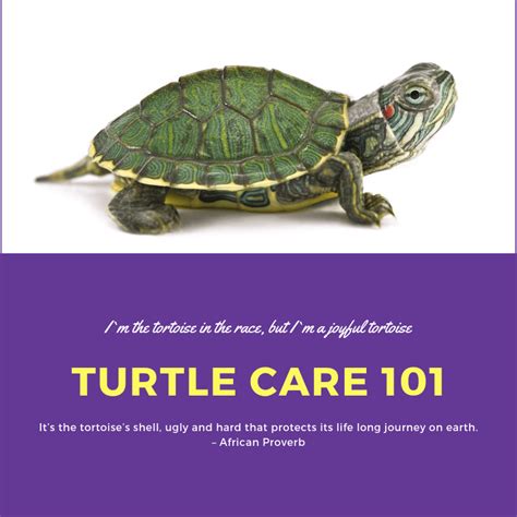 Turtle Care 101: Caring For A Pet Turtle - 2 Paws Up Inc.