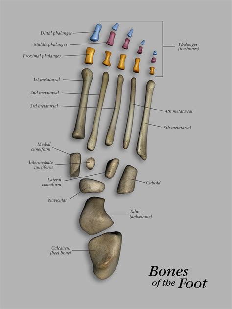 Human Foot Bones Labeled