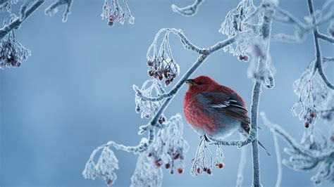 Christmas Bird Wallpapers - Top Free Christmas Bird Backgrounds ...