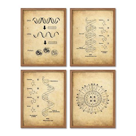 Buy Vintage DNA and RNA Genetic Code Art 8x10 Unframed Print Set ...