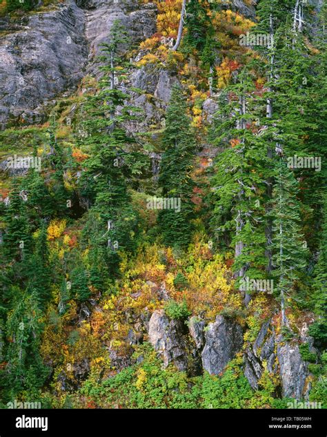 USA, Washington, Mt. Baker Snoqualmie National Forest, Mountain hemlock, Alaska yellow cedar and ...