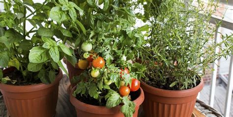 Best Vegetables for Your Container | Garden