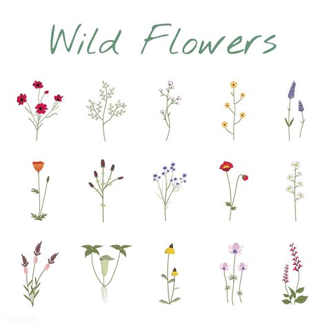 Set Collection of Wild Flowers Vector Illustration | Free Image by ...