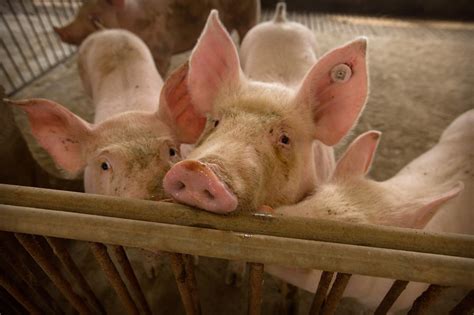 Philippines bans pig imports from Laos due to swine fever - WTO | ABS ...