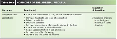 Adrenal Glands - Anatomy and Physiology