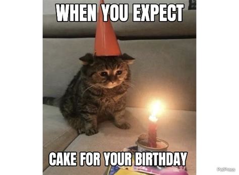 sad cat birthday meme | PetPress