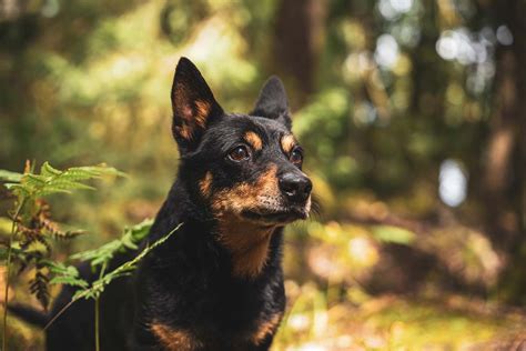 15 Black and Brown Dog Breeds - Doxie | Yorkie | GSD | Min Pin