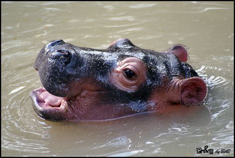 Nile Hippopotamus (Hippopotamus amphibius) | Zoo Negara, Mal… | bob|P-&-S | Flickr