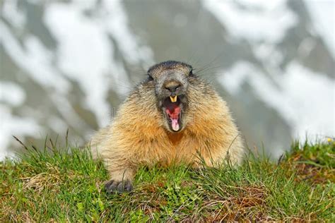 Cute Marmot