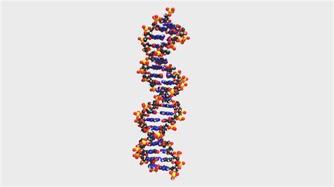 DNA molecule - Buy Royalty Free 3D model by FrancescoMilanese ...