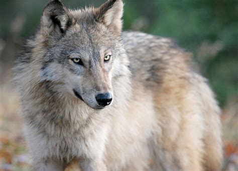 Michigan wolves require population control, hunt supporters argue - mlive.com