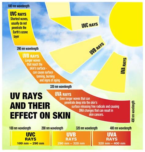 Pin on Year 10 Case Study UV Radiation