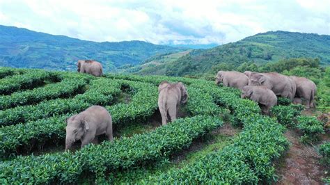 After over 110 days, China's wandering elephants back to suitable habitat_英语频道_央视网(cctv.com)