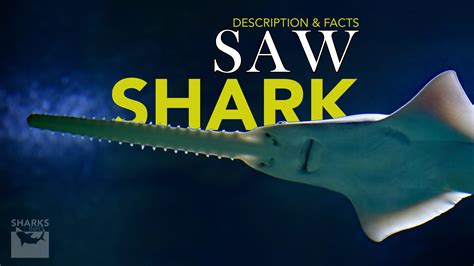 Saw Shark Description and Facts – sharksinfo.com