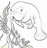 15 Fantastic Manatee Coloring Pages For Children  sketch template