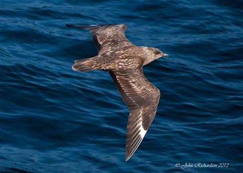 Manx Shearwater | Wild creatures, Creatures, Natural world