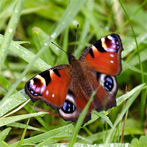 Peacock Butterfly – Eco Ellie