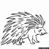 Porcupine Coloring Page Owl Pages Online Free  sketch template