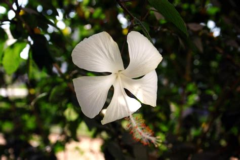 white daffodil Free Photo Download | FreeImages