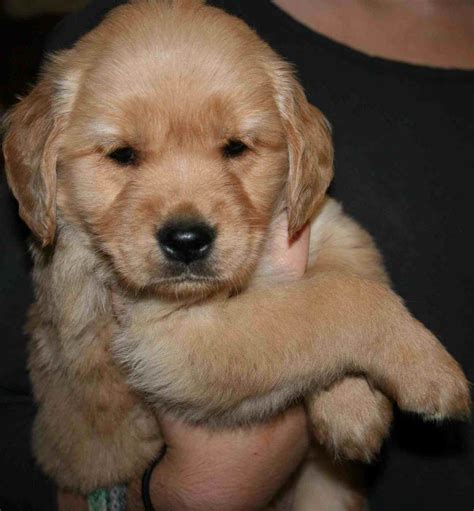 Girl Golden Retriever Puppy | PETSIDI