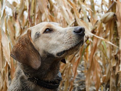 Why British Labs Might Take Over American Bird Hunting | Outdoor Life