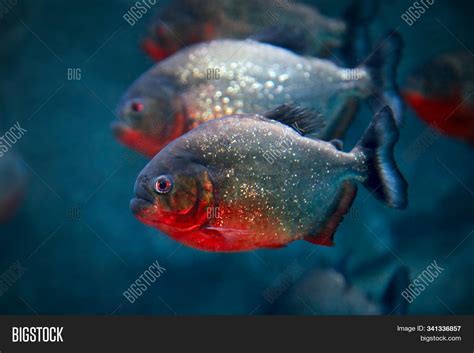 Red-bellied Piranha Image & Photo (Free Trial) | Bigstock