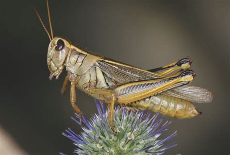 How to identify crop pest grasshopper species - AGCanada