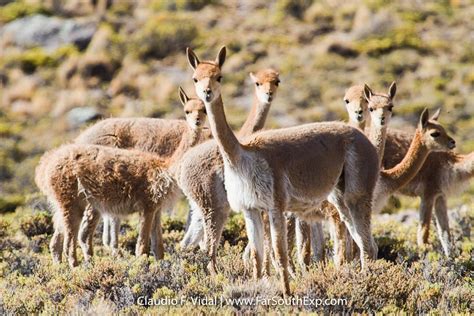 Northern Chile Wildlife Adventure | Chile wildlife photo trip | Far South Exp