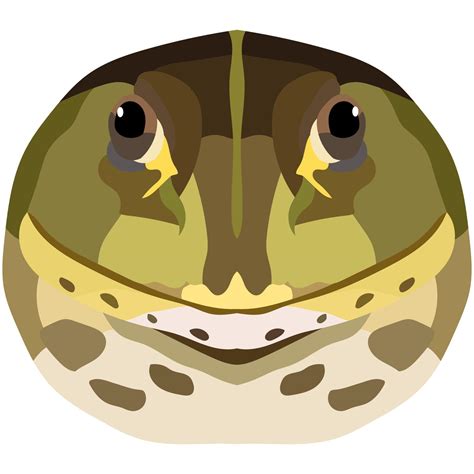 Realistic face of an ordinary frog. Toad portrait isolated on white ...