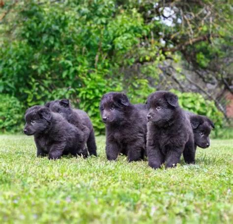 15 Photos Of Belgian Sheepdog Puppies That Make Everyone Fall In Love - ilovedogscute.com