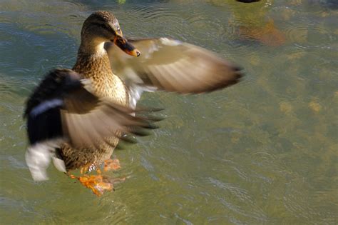 Canard en vol | ericboutin | Flickr