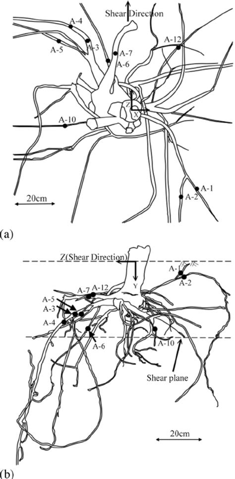 Ring-shaped devices for measuring the axial strain on the root. | Download Scientific Diagram