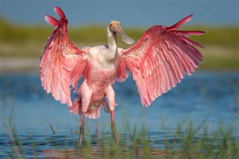 Roseate Spoonbill | Audubon Field Guide