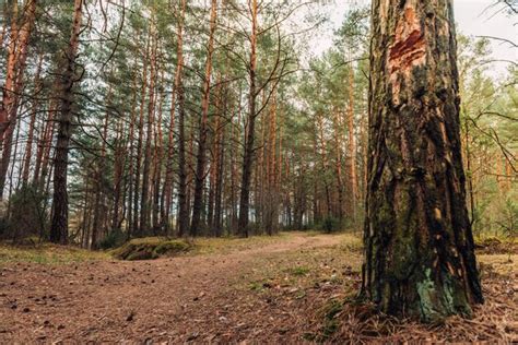 Premium Photo | Belarusian forest landscape in spring. republic of belarus.