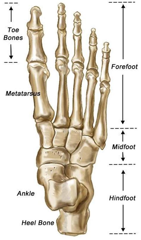 Pictures Of Bones Of The Feet