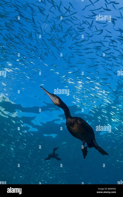 Cormorant underwater hunting Stock Photo, Royalty Free Image: 32725912 - Alamy