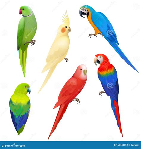 Parrots Realistic. Wildlife Flight Exotic Colored Birds Beautiful ...