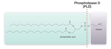 Phospholipase D Signaling in Cancer | Cayman Chemical