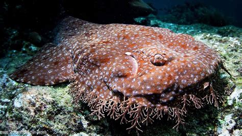 Download Wobbegong Shark Camouflagedon Ocean Floor Wallpaper ...