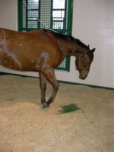 Colic in Adult Horses – Equiimed