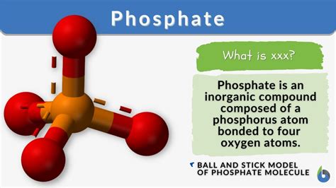 Phosphate Definition and Examples - Biology Online Dictionary