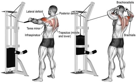 Face Pull Guide: Muscle Worked, Benefits, How-To And Variations – Fitness Volt