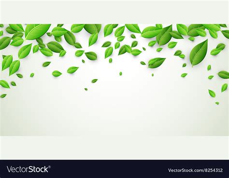 Banner with green leaves Royalty Free Vector Image