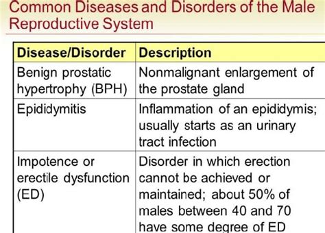 Common Diseases And Disorders Of The Male Reproductive System | The Best Porn Website