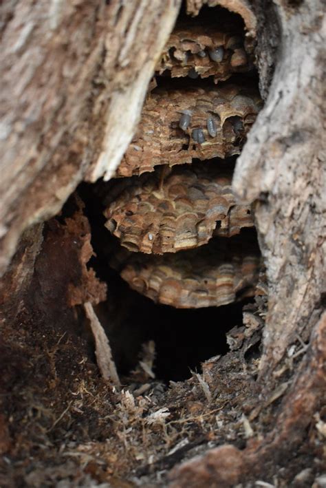 First Asian giant hornet nest eradicated in U.S. this year | All Point ...