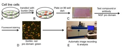 Cellular assay: bottleneck of the drug discovery process – Atlas of Science