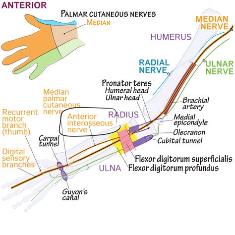 Gross Anatomy Glossary: Anterior interosseous nerve | ditki medical & biological sciences